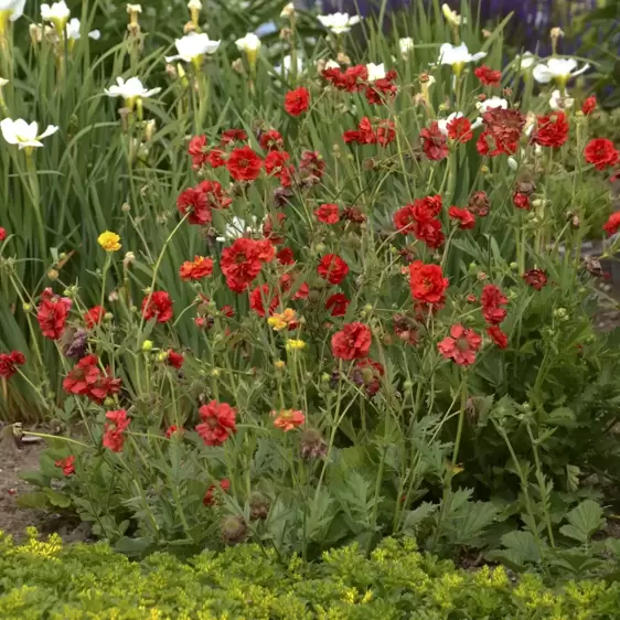 Picture Credit - Walters Gardens, Inc