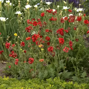 Picture Credit - Walters Gardens, Inc