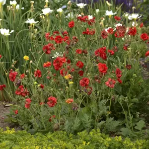 Picture Credit - Walters Gardens, Inc