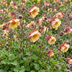 Picture Credit - Walters Gardens, Inc