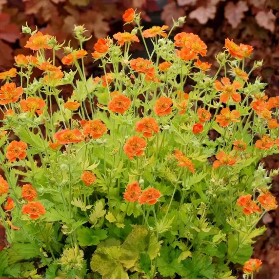 Geum 'Sunkissed Lime' - image 1
