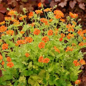 Geum 'Sunkissed Lime' - image 1