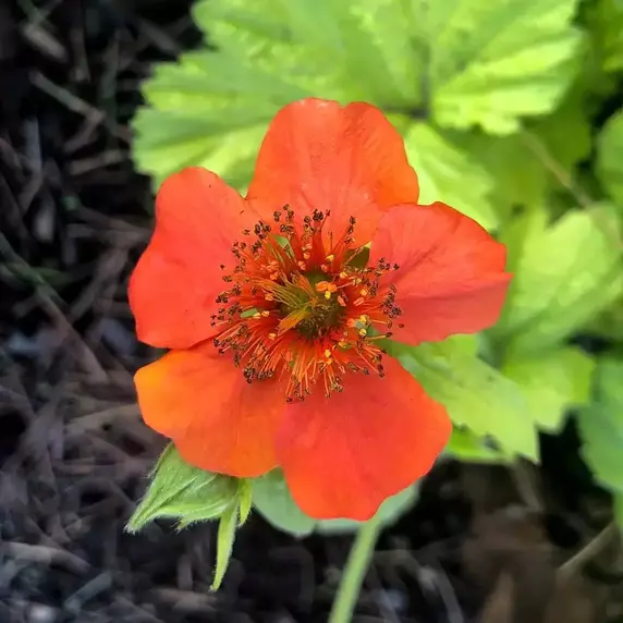Geum 'Sunkissed Lime' - image 3