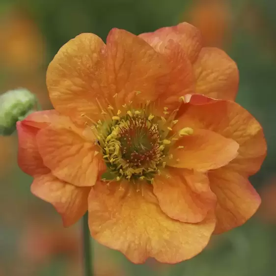 Geum 'Totally Tangerine' 3L - image 2