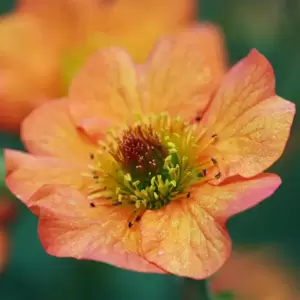 Geum 'Totally Tangerine' 3L - image 1