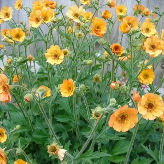 Geum 'Totally Tangerine' 1L - image 3