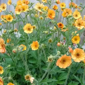 Geum 'Totally Tangerine' 5L - image 3