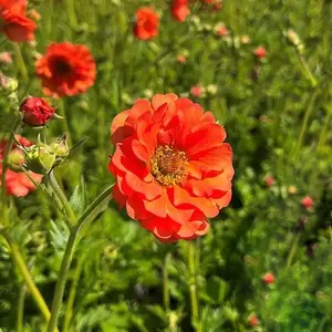 Geum 'Tropical Tempest' 2L