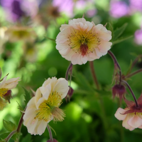 Geum rivale 'Victoria Sponge' - image 1