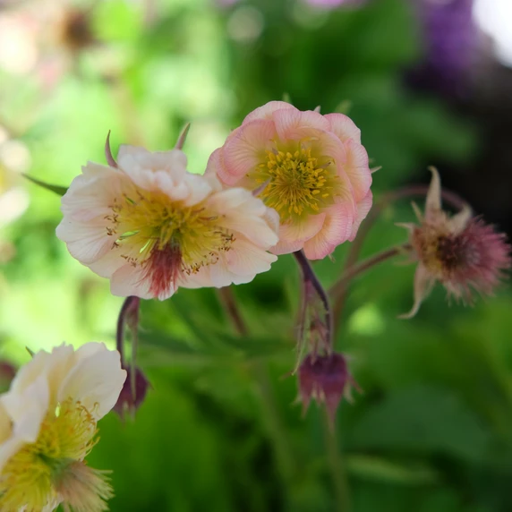 Geum rivale 'Victoria Sponge' - image 2