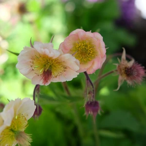 Geum rivale 'Victoria Sponge' - image 2
