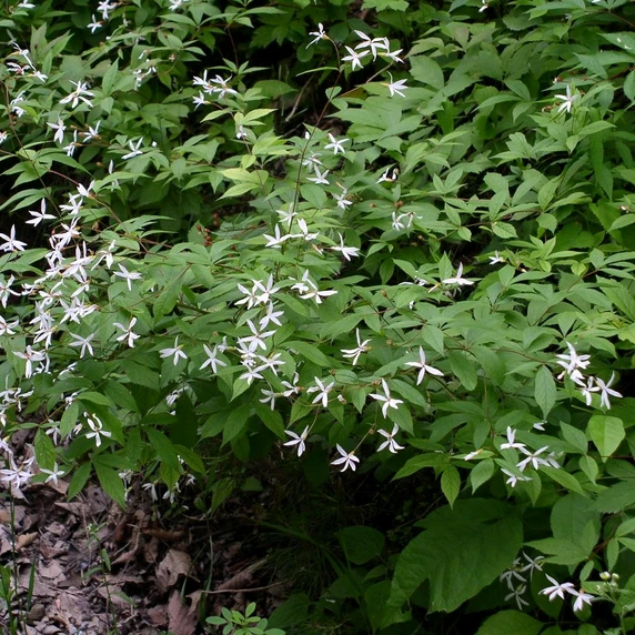 Gillenia trifoliata - image 2