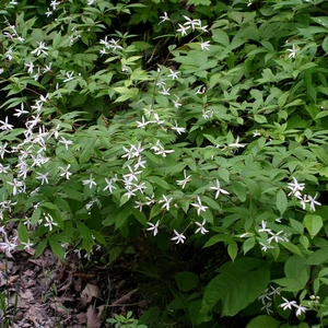 Gillenia trifoliata - image 2