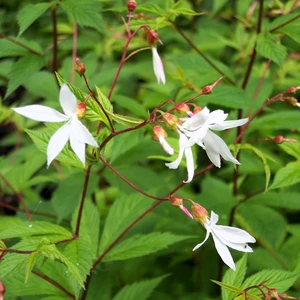 Gillenia trifoliata - image 1