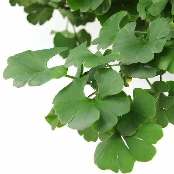 Ginkgo biloba 'Mariken' 8L Standard