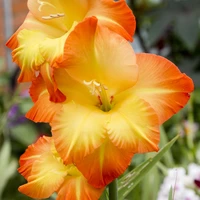Gladioli
