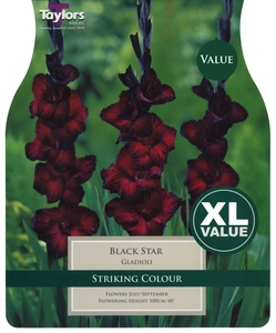 Gladioli Black Star