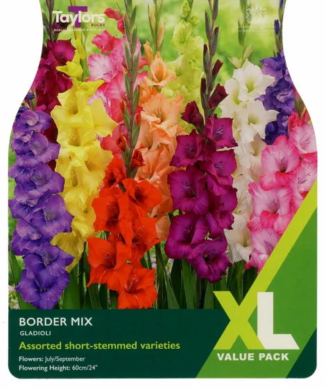 Gladioli Border Mix