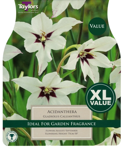 Gladioli callianthus XL Pack