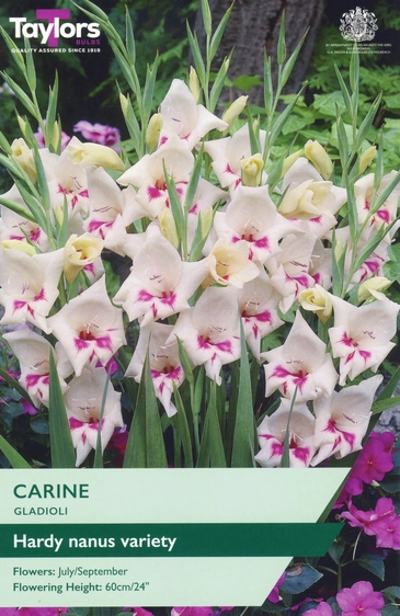 Gladioli Carine