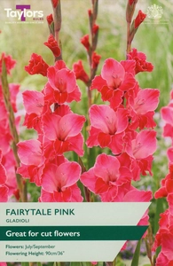 Gladioli Fairytale Pink