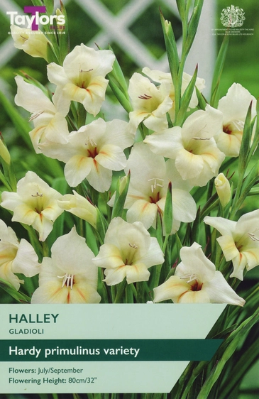 Gladioli Halley