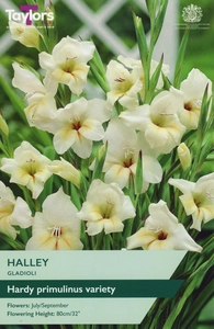 Gladioli Halley