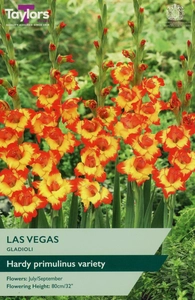 Gladioli Las Vegas