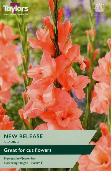 Gladioli New Release