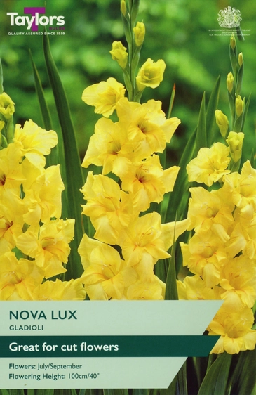 Gladioli Nova Lux