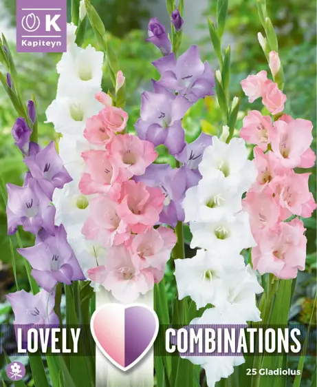 Gladioli Pastel Mix