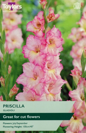 Gladioli Priscilla