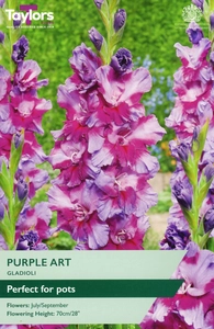 Gladioli Purple Art