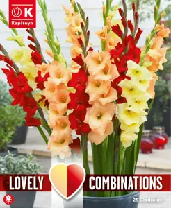Gladioli Red & Orange Mix