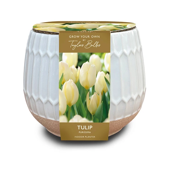Glazed Tulip Planter Set