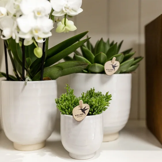 Glazed White Pot -  Ø 6cm - image 2