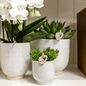 Glazed White Pot -  Ø 6cm - image 2