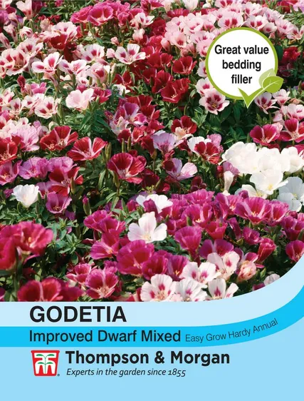 Godetia Improved Dwarf Mixed - image 1