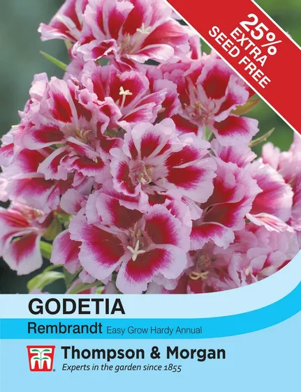 Godetia Rembrandt - image 1