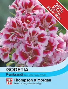 Godetia Rembrandt - image 1