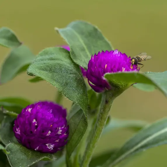 Gomphrena globosa 'Purple Dots'