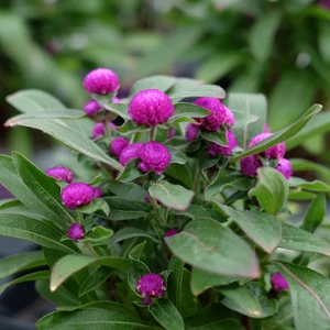 Gomphrena 'Purple Dots'