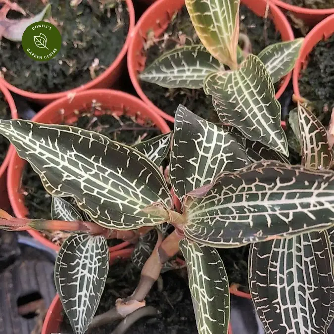 Goodyera hispida Cowell s Garden Centre Woolsington