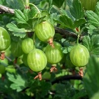 Gooseberry