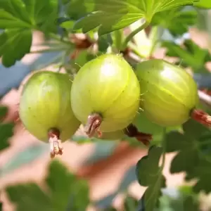 Gooseberry 'Hinnomaki Green'