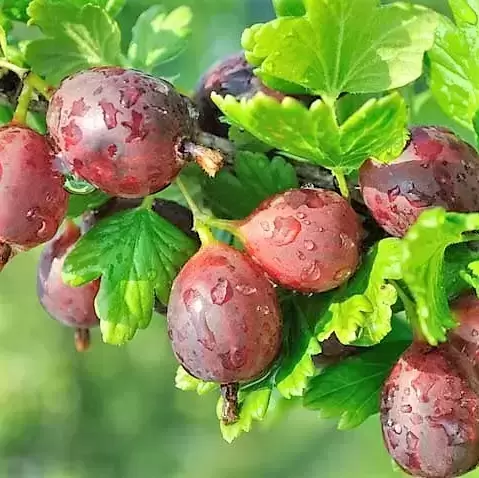 Gooseberry 'Hinnonmaki Red'