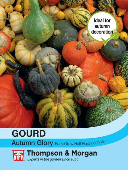 Gourd Autumn Glory - image 1