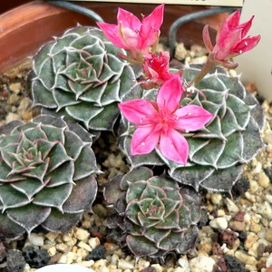 By Stan Shebs, CC BY-SA 3.0, https://commons.wikimedia.org/w/index.php?curid=1060730