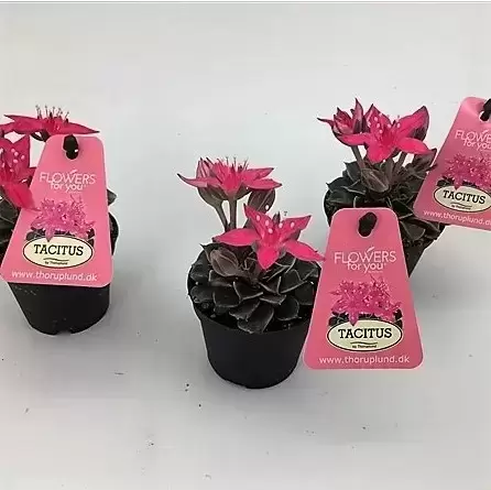 Graptopetalum bellum - image 1