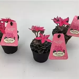 Graptopetalum bellum - image 2